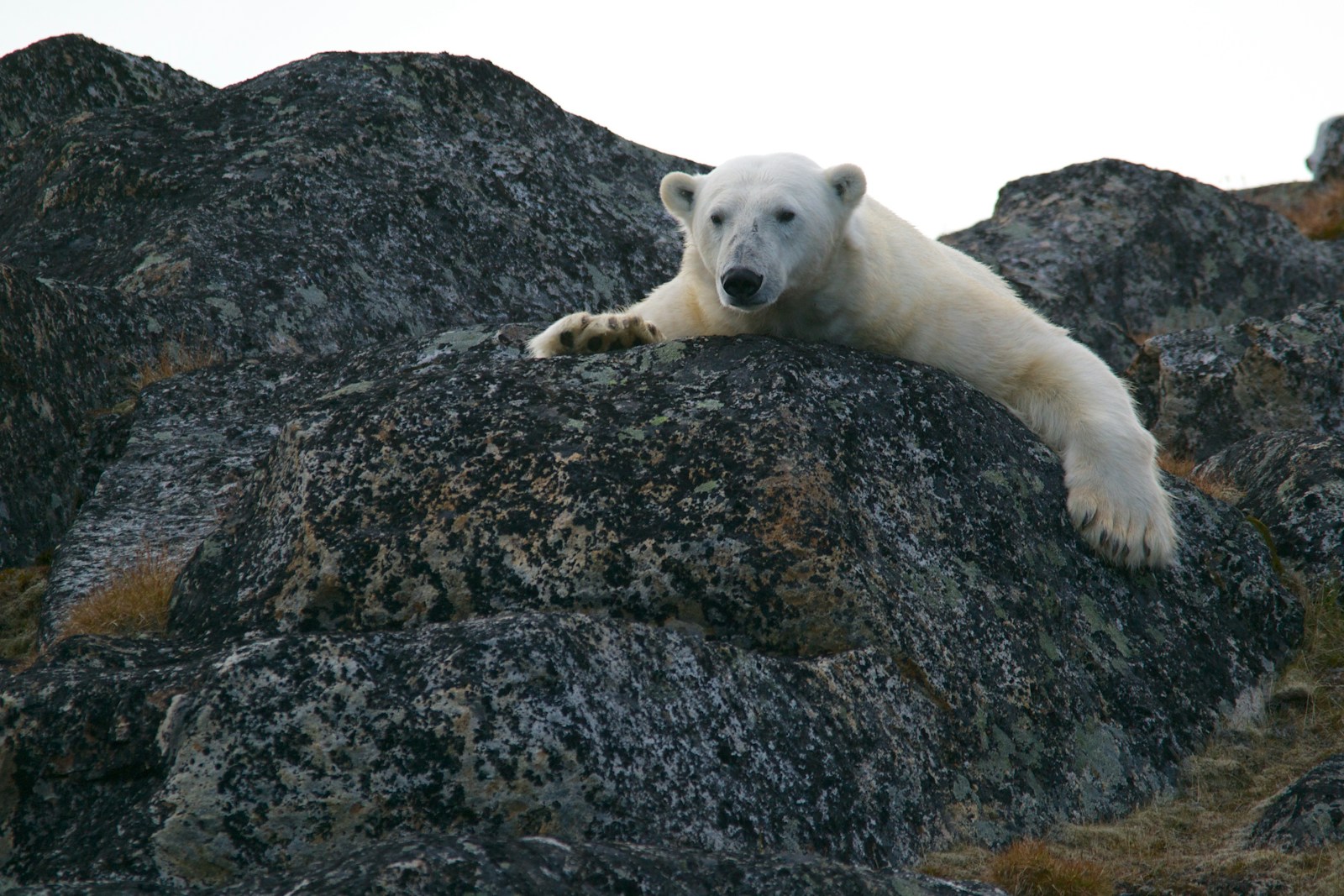 En isbjørn på et fjellberg på Svalbard