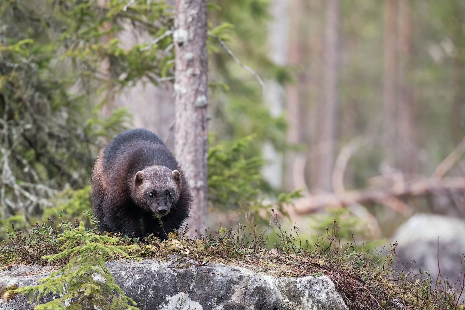 En brun svart dyr som kryper