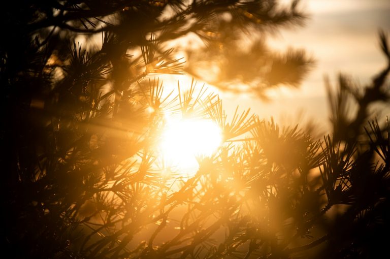 Solen skinner bak trærne