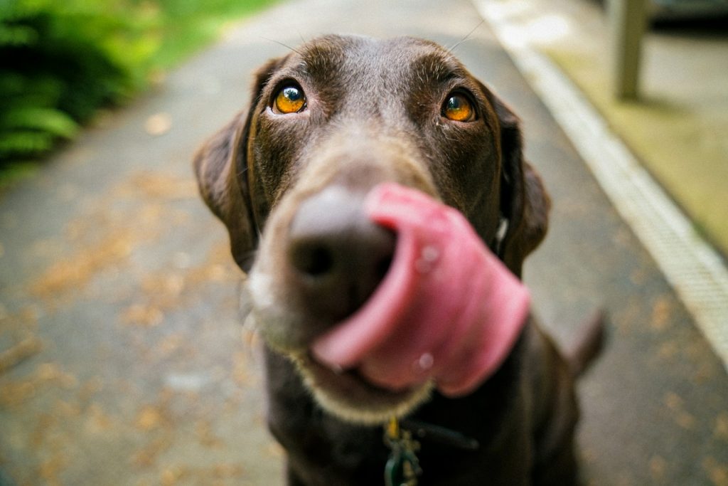 En hund som slikker seg rundt munnen