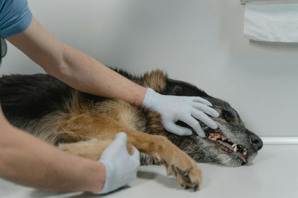 En veterinær sjekker en brun hund