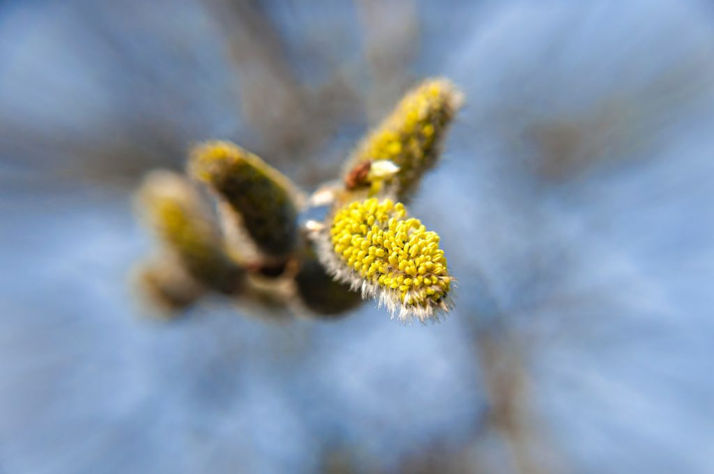 Gule pollen som vokser fra trær