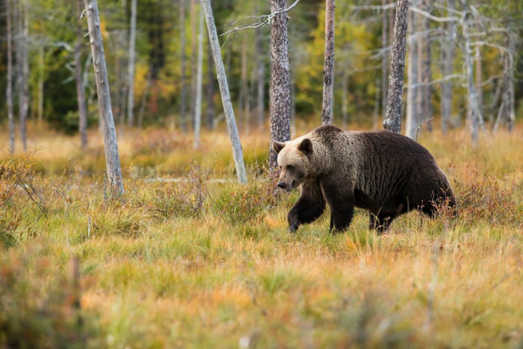 En svart bjørn som går i sivet