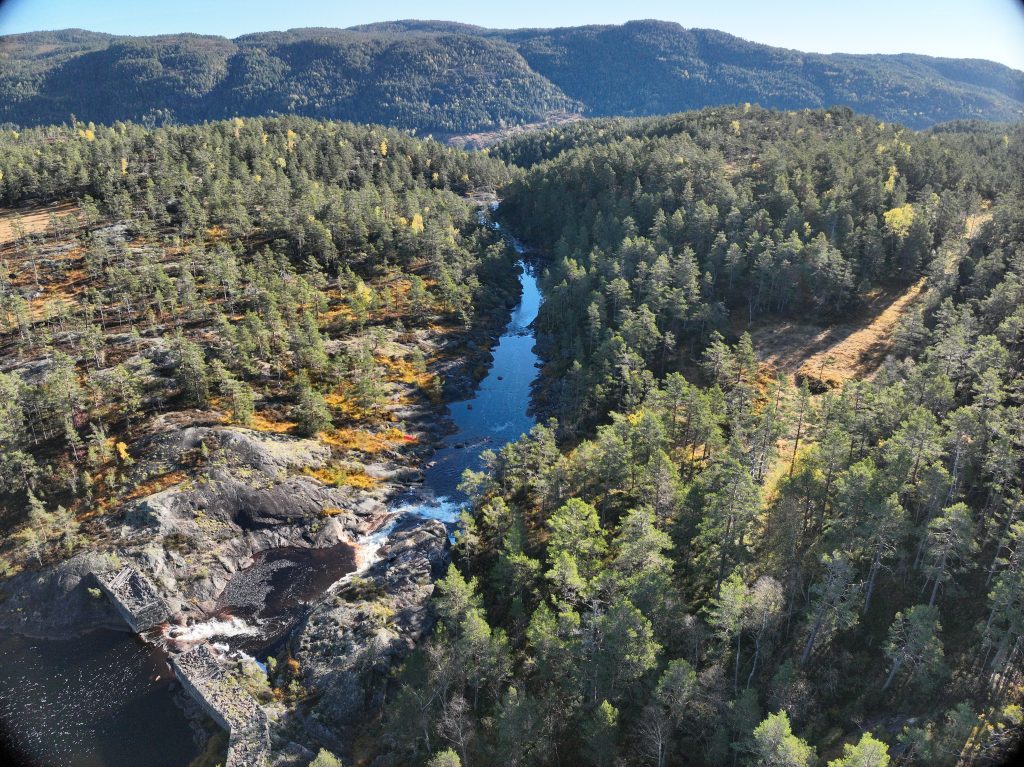Mange trær og skog