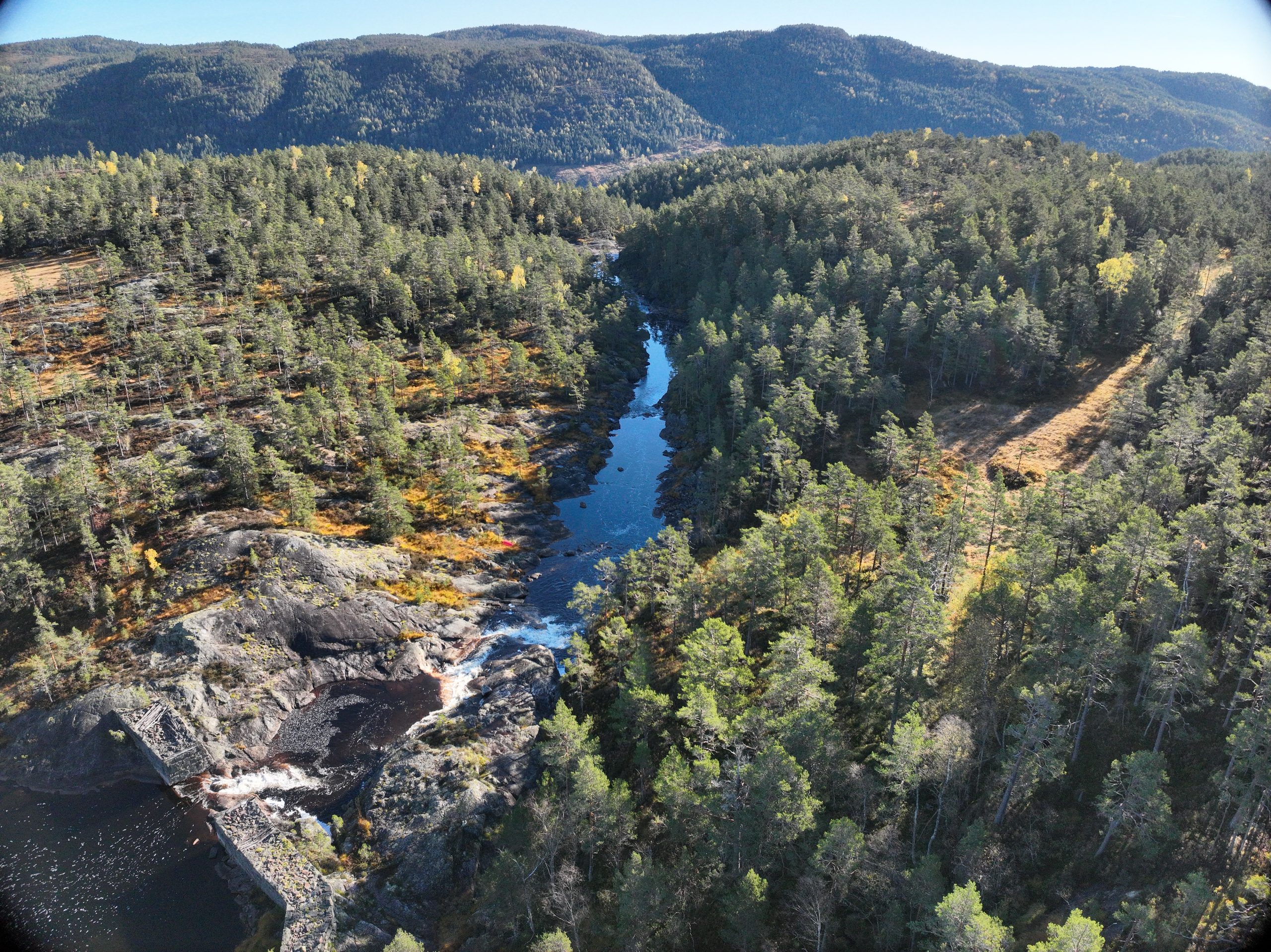 Mange trær og skog