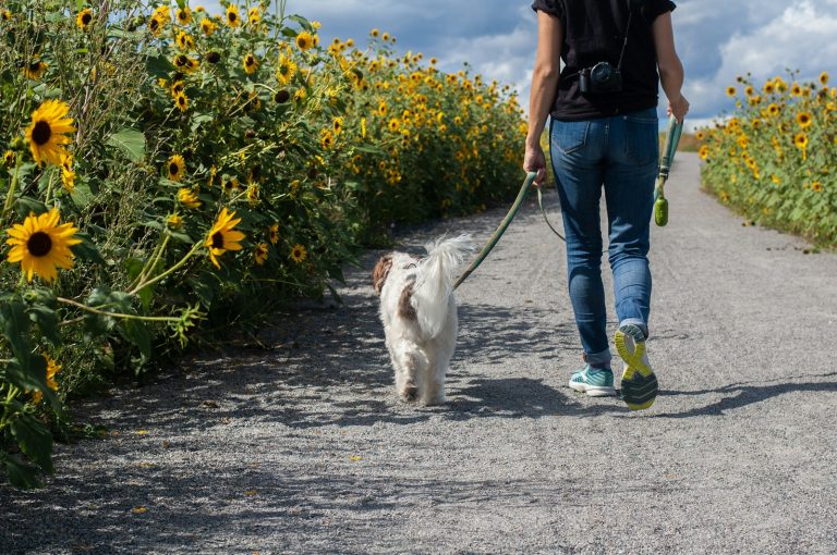 En person går med en hvit hund
