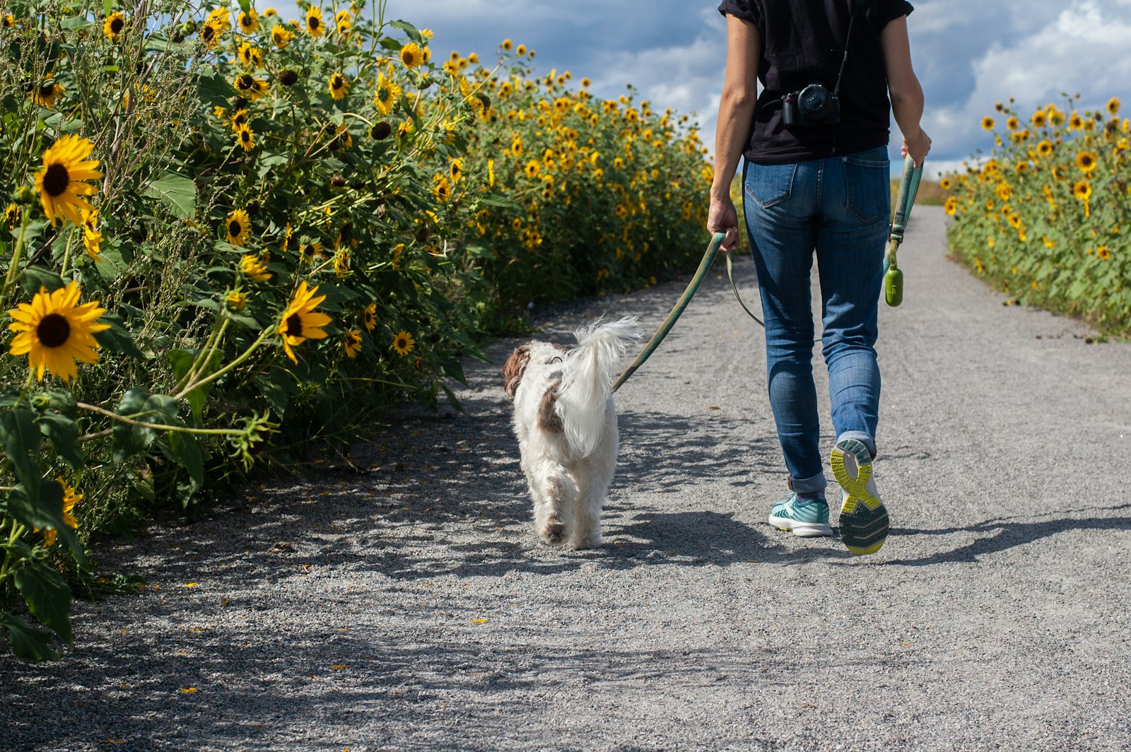 En person går med en hvit hund