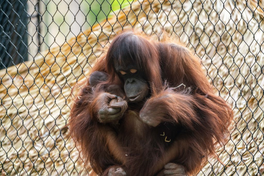 En brun orangutang