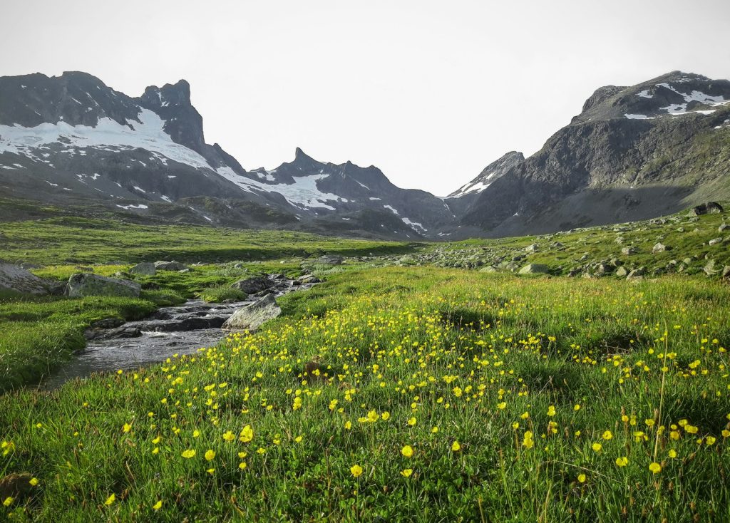 Grønt gress i Jotunheimen