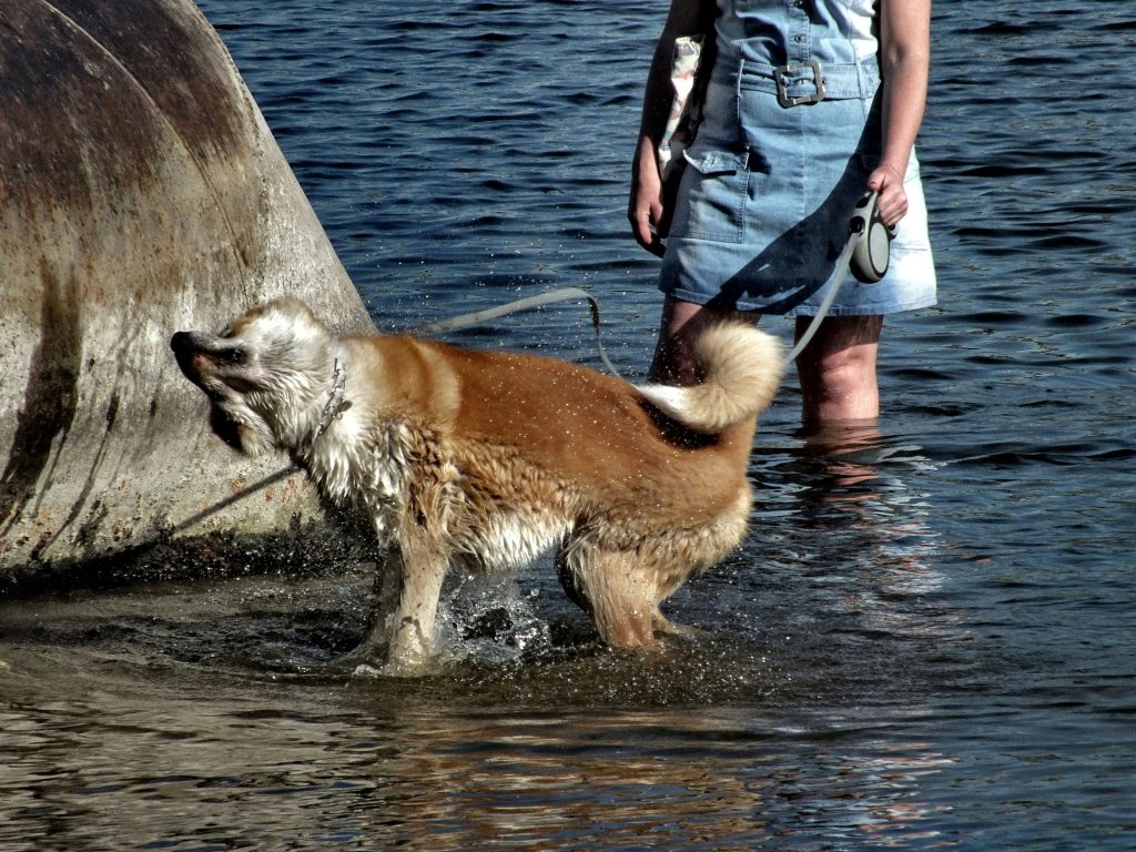 En hund som bader og rister av seg vann