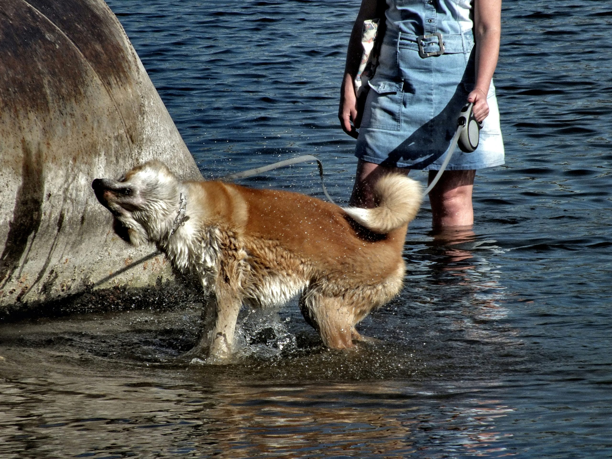 En hund som bader og rister av seg vann
