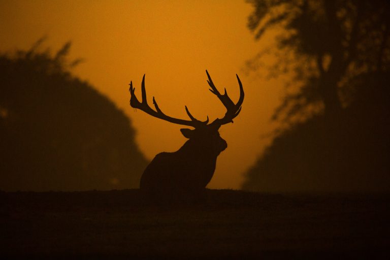 Et dyr som faktisk spaserer i mørket