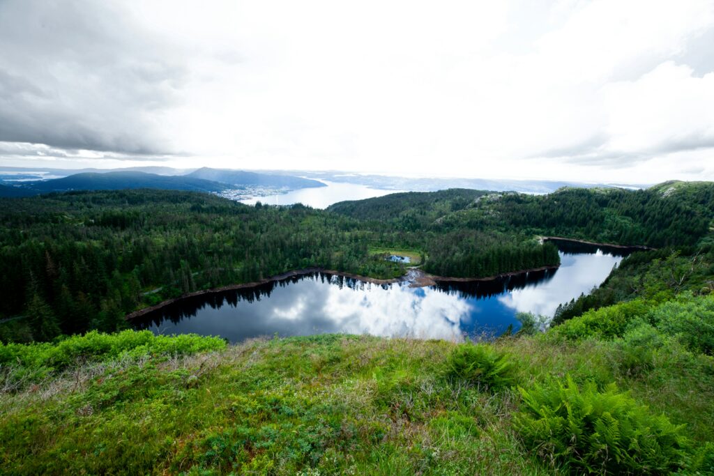 Natur av grønne blader