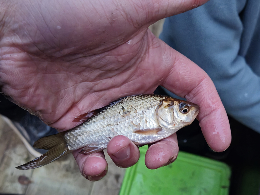 En gullfisk