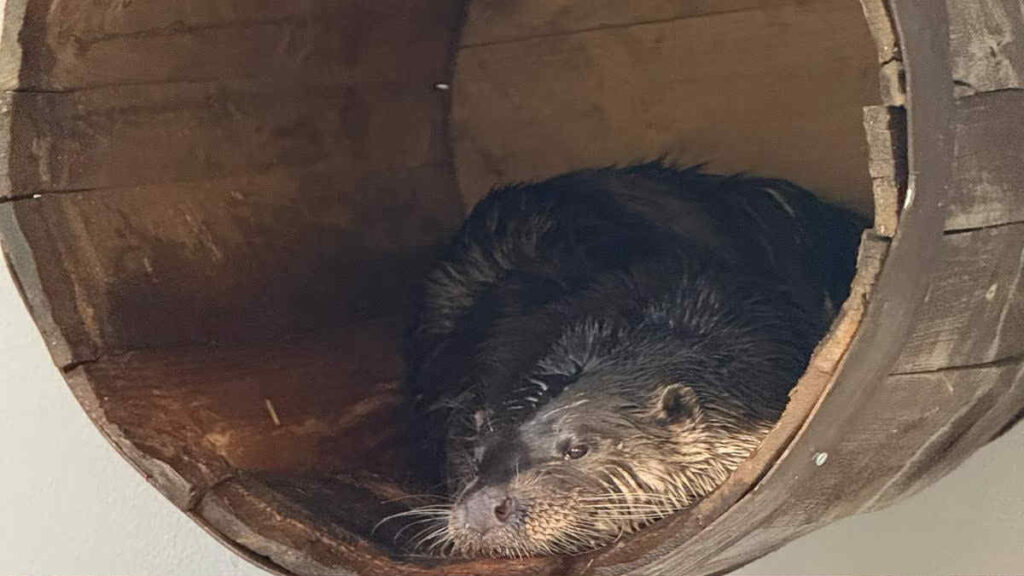 En oter som slapper av