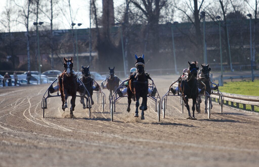 Flere hester som løper