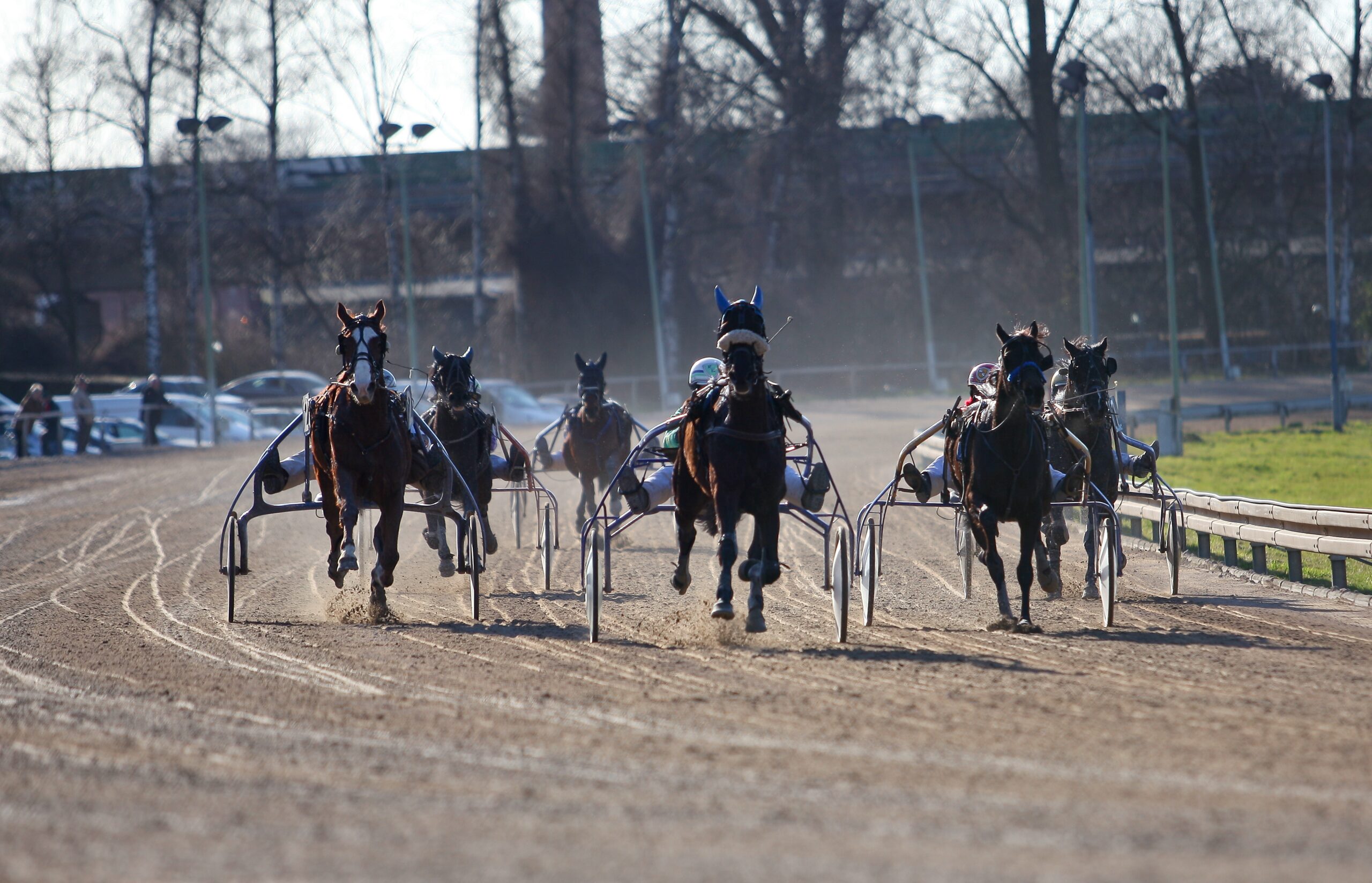 Flere hester som løper