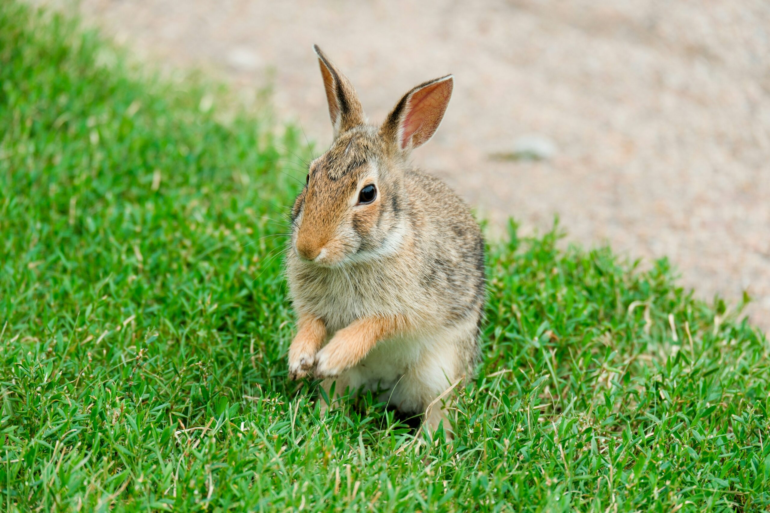 En kanin som sitter og spiser.